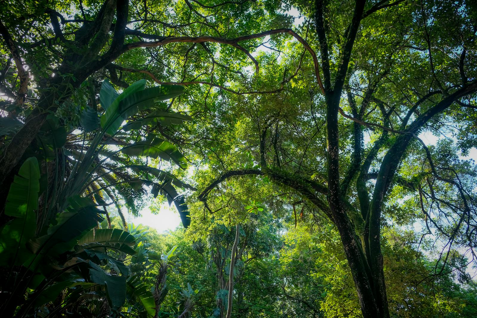 A canopy of lush green foliage